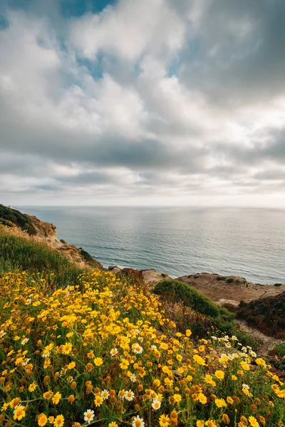 Fleurs jaunes au Gliderport, Torrey Pines State Reserve, Sa — Photo