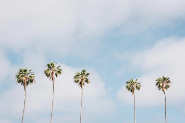 Palmeiras em Escondido (San Diego, Califórnia) — Fotografia de Stock