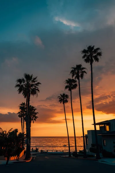 Pálmafák és utca naplementekor, a Windansea strandon, La Jolla-ban — Stock Fotó