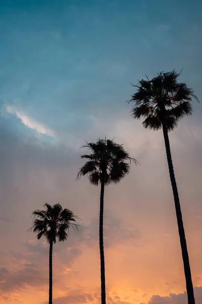 Palmen bei Sonnenuntergang, am Strand am Meer, in la jolla, californi — Stockfoto