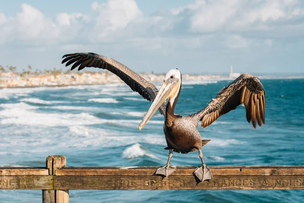 Pelicano no cais em Oceanside, Condado de San Diego, Califórnia — Fotografia de Stock