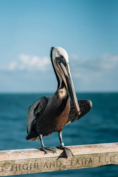 Pelikan na molo w Oceanside, Hrabstwo San Diego — Zdjęcie stockowe