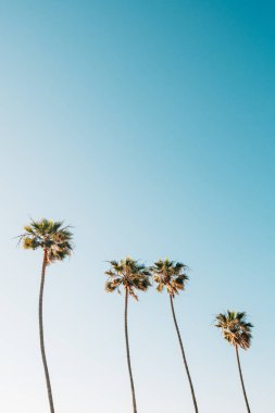 La Jolla Shores palmiye ağaçları, San Diego, Kaliforniya