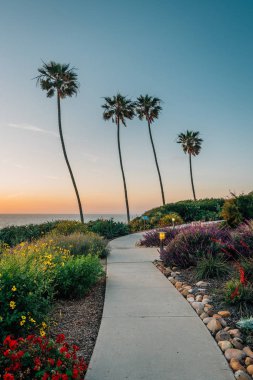 La Jolla Shores, San Diego'da gün batımında palmiye ağaçları ve bahçeler, 