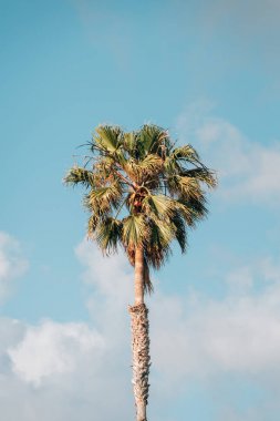 Del Mar'da palmiye ağacı, San Diego County, Kaliforniya