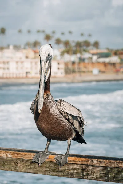 Pelikan na molo w Oceanside, San Diego, Kalifornia — Zdjęcie stockowe