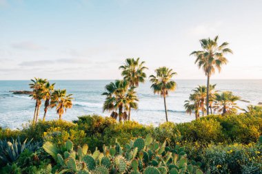 Kaktüs ve palmiye ağaçları Heisler Park, Laguna Beach, turuncu C