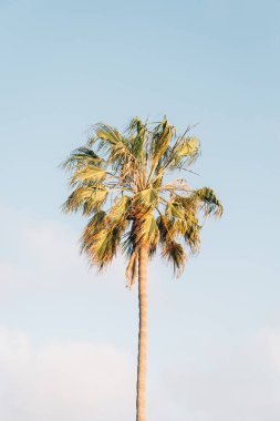 Laguna Beach palmiye ağacı ve berrak mavi gökyüzü, Orange County, Cal