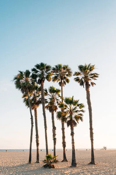 Palmbomen op het strand in Los Angeles, Californië — Stockfoto