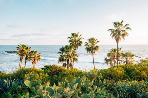 Cactus and palm trees at Heisler Park, in Laguna Beach, Orange C — Stock Photo, Image