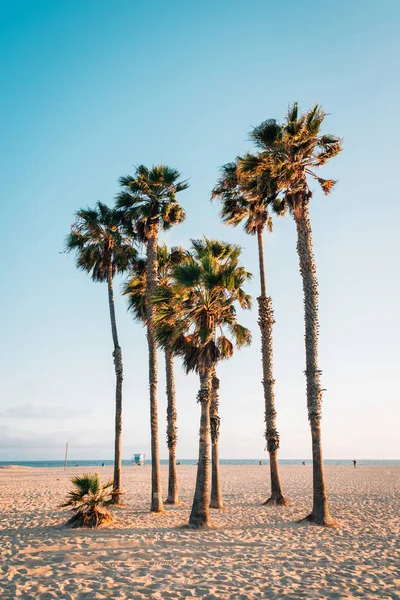 Palmeras en la playa de Santa Mónica, Los Ángeles, California — Foto de Stock