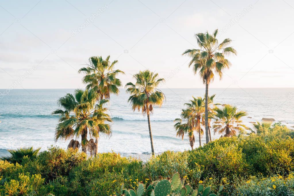 Cactus and palm trees at Heisler Park, in Laguna Beach, Orange C