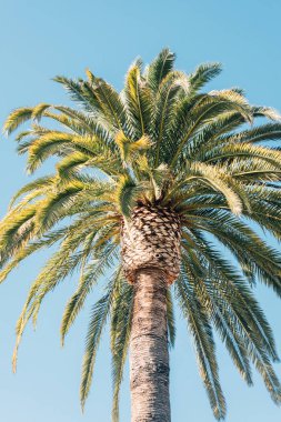 Santa Barbara, Kaliforniya'da bir palmiye ağacı