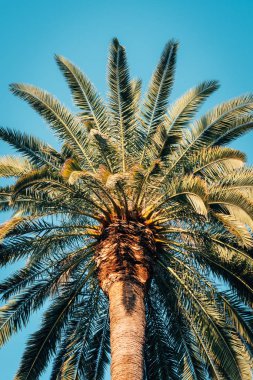 Los Angeles, Kaliforniya'daki Echo Park'ta bir palmiye ağacı