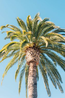 Santa Barbara, Kaliforniya'da bir palmiye ağacı