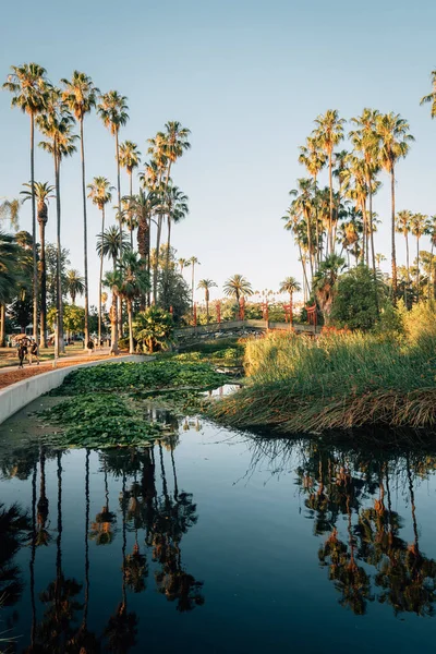 Palm trees and lake at Echo Park, in Los Angeles, California — Stock Photo, Image