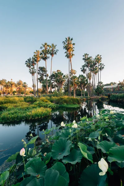 Drzewa palmowe i jezioro w Echo Park, w Los Angeles, Kalifornia — Zdjęcie stockowe