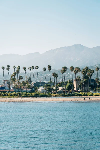 Palm bomen op het strand, gezien vanaf Stearn Wharf in Santa Barba — Stockfoto