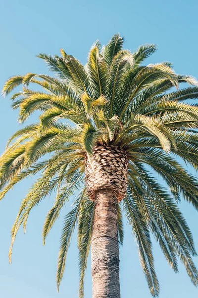 Santa Barbara, Kaliforniya'da bir palmiye ağacı