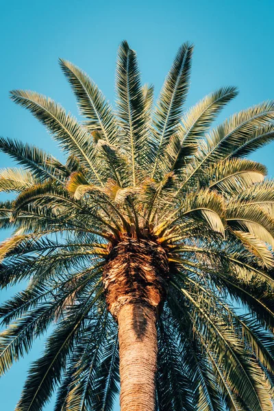 Дерево пальми в Луна-парк, в Лос-Анджелесі, штат Каліфорнія — стокове фото