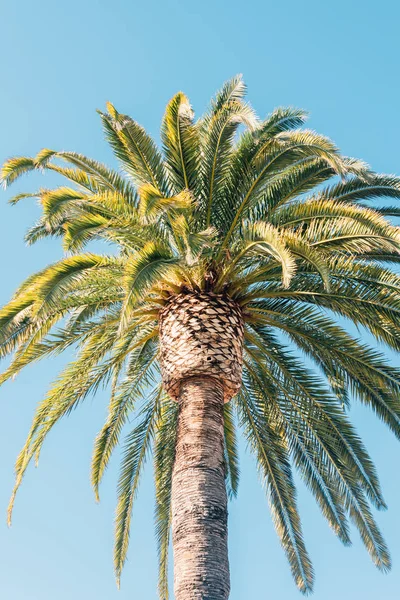 Palmový strom v Santa Barbaře, Kalifornie — Stock fotografie