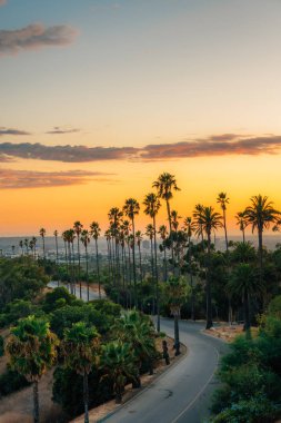 Gün batımında palmiye ağaçları ve yol, Elysian Park, Los Angeles, Cal