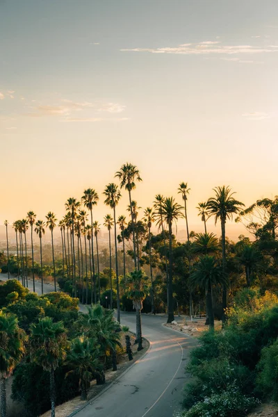 Palmeras y camino al atardecer, en Elysian Park, Los Ángeles, Cal — Foto de Stock