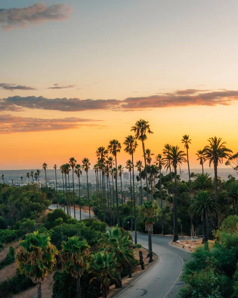 Gün batımında palmiye ağaçları ve yol, Elysian Park, Los Angeles, Cal