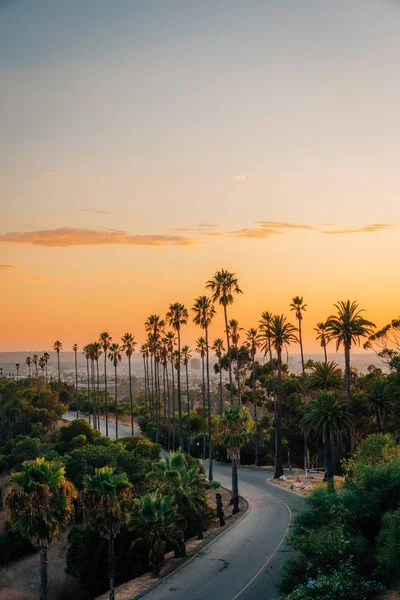 Palm bomen en de weg bij zonsondergang, in Elysian Park, Los Angeles, CAL — Stockfoto