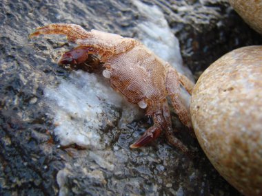 Little rock Yengeç taş