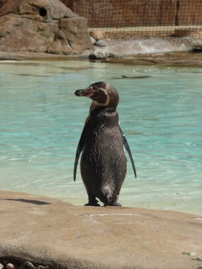 Hayvanat Bahçesi arka plan üzerinde güzel penguen