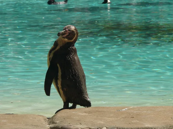 Krásný Tučňáků Zoo Pozadí — Stock fotografie