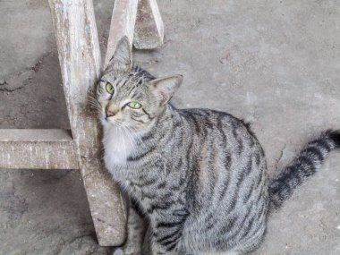Bir fotoğraf ve güzel yeşil göz ile kedi için poz görüldü yetişkin bir sokak kedisi. Bu kedi ızgaranın kenarı ön planda görülen bir pencerenin ızgarası ile fotoğraflandı.