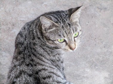 Bir fotoğraf ve güzel yeşil göz ile kedi için poz görüldü yetişkin bir sokak kedisi. Bu kedi ızgaranın kenarı ön planda görülen bir pencerenin ızgarası ile fotoğraflandı.