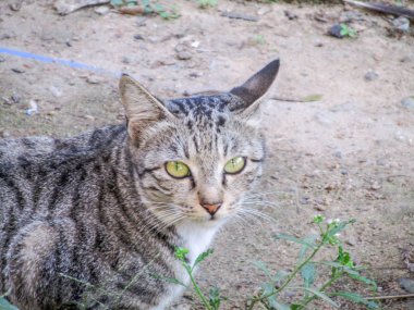 Bir fotoğraf ve güzel yeşil göz ile kedi için poz görüldü yetişkin bir sokak kedisi. Bu kedi ızgaranın kenarı ön planda görülen bir pencerenin ızgarası ile fotoğraflandı.
