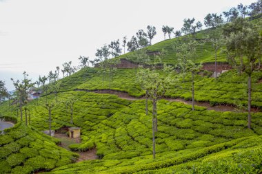 Arasında ağaçlar ile yeşil çay tarlaları geniş görünümü, Ooty, Hindistan, 19 Aug 2016  