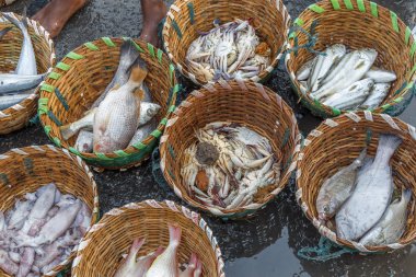 Ham balıklar, büyük yengeç, Kalamarlar Müzayede veya satış için sepetler yerleştirilir ünlü balık pazarında bir sahne, kasimedu balık pazarı, Chennai, Hindistan, Kasım 20 2016