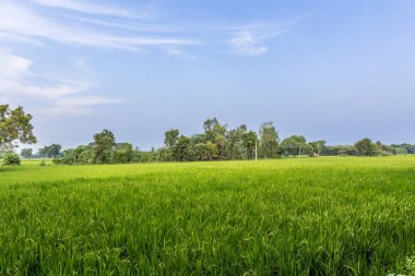 bitkileri ile yeşil çeltik alan, ağaçlar, arka planda gökyüzü, Kumbakonam, Tamil Nadu, Hindistan, Dec 17 2016