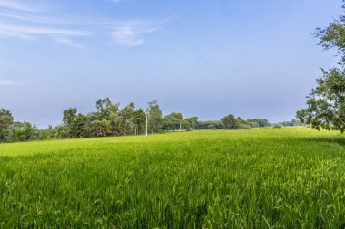 bitkileri ile yeşil çeltik alan, ağaçlar, arka planda gökyüzü, Kumbakonam, Tamil Nadu, Hindistan, Dec 17 2016