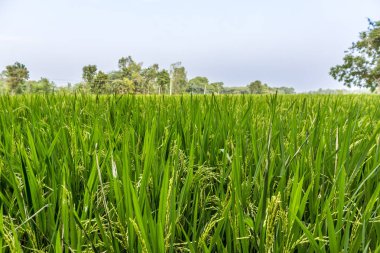 bitkileri ile yeşil çeltik alan, ağaçlar, arka planda gökyüzü, Kumbakonam, Tamil Nadu, Hindistan, Dec 17 2016