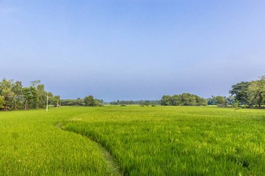bitkileri ile yeşil çeltik alan, ağaçlar, arka planda gökyüzü, Kumbakonam, Tamil Nadu, Hindistan, Dec 17 2016