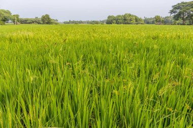 bitkileri ile yeşil çeltik alan, ağaçlar, arka planda gökyüzü, Kumbakonam, Tamil Nadu, Hindistan, Dec 17 2016
