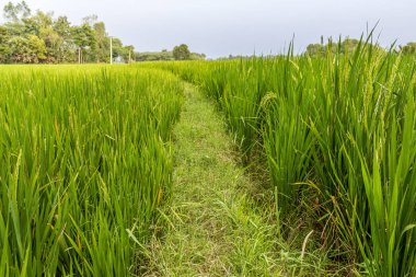 bitkileri ile yeşil çeltik alan, ağaçlar, arka planda gökyüzü, Kumbakonam, Tamil Nadu, Hindistan, Dec 17 2016