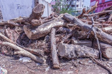 Düşen ağaç dalları siklon vardah nedeniyle parçalara ayrıldı