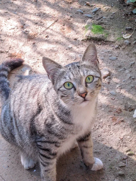 成長した野良猫で 美しい緑の目をした写真と猫のポーズを見ました この猫は グリルの端が前景に見える窓のグリルを通して撮影されました — ストック写真