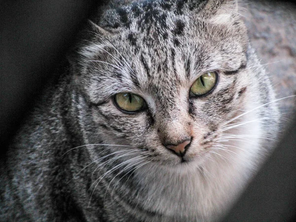 Bir fotoğraf ve güzel yeşil göz ile kedi için poz görüldü yetişkin bir sokak kedisi. Bu kedi ızgaranın kenarı ön planda görülen bir pencerenin ızgarası ile fotoğraflandı.