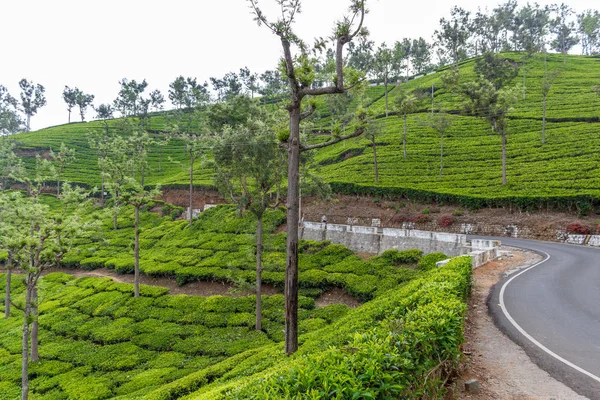 Широкий Вид Плантації Зеленого Чаю Деревами Період Між Уті Індія — стокове фото