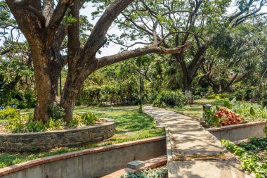 ağaçlar, bitkiler ile kaplı açık doğal bahçe