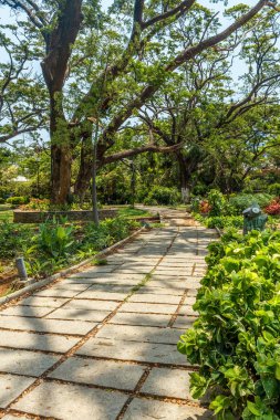 ağaçlar, bitkiler ile kaplı açık doğal bahçe