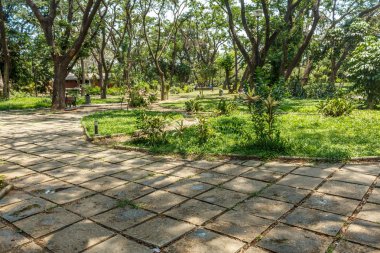 ağaçlar, bitkiler ile kaplı açık doğal bahçe